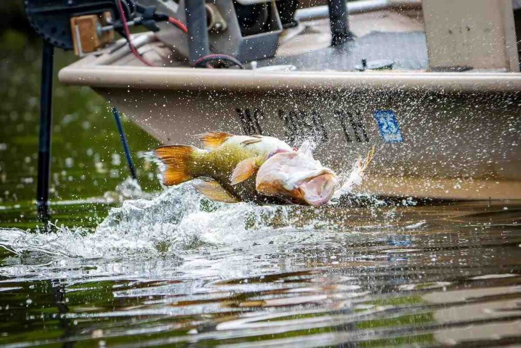 Cash in on Great Winter Bass Fishing in the South