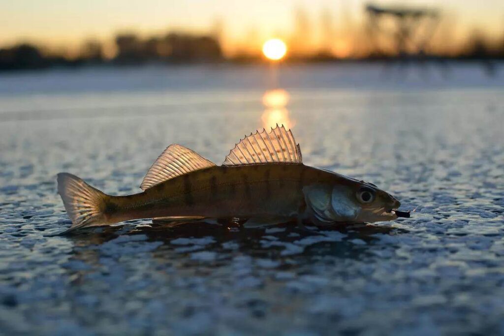 Boost your Hard-Water Walleye Catch Rate with These Proven Tactics
