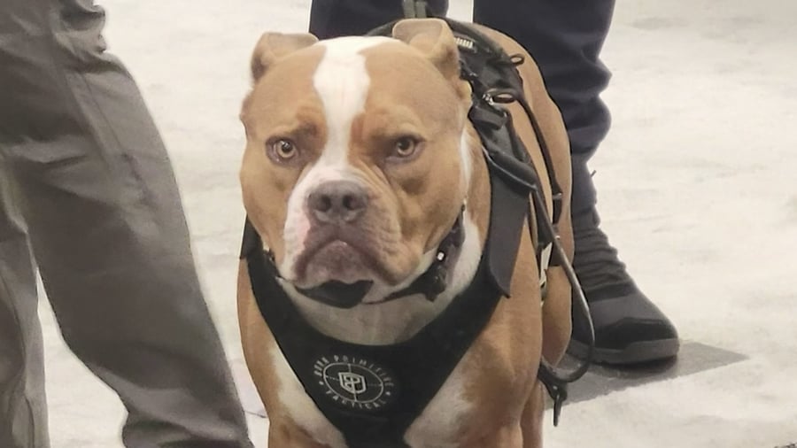 Top Dogs of SHOT Show 2026