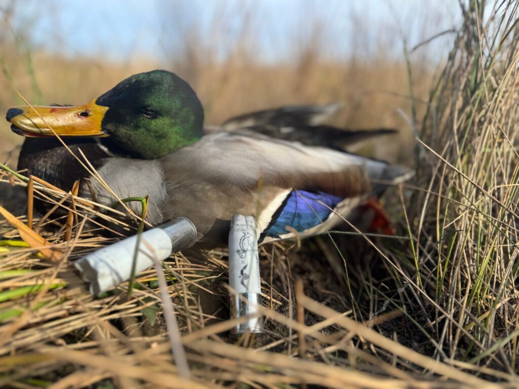 Firing Migra 2F.7 Funeral Pack at Ducks to See If These Shells Are Worth Investing In: OHUB Review