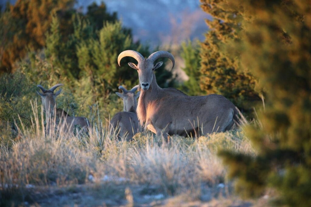 New Mexico Hunters: Important Draw and Harvest Report Deadlines