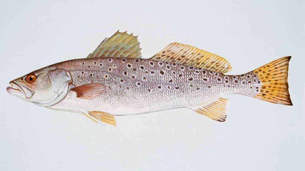 N.C. Closes Spotted Seatrout Harvest After Extreme Cold