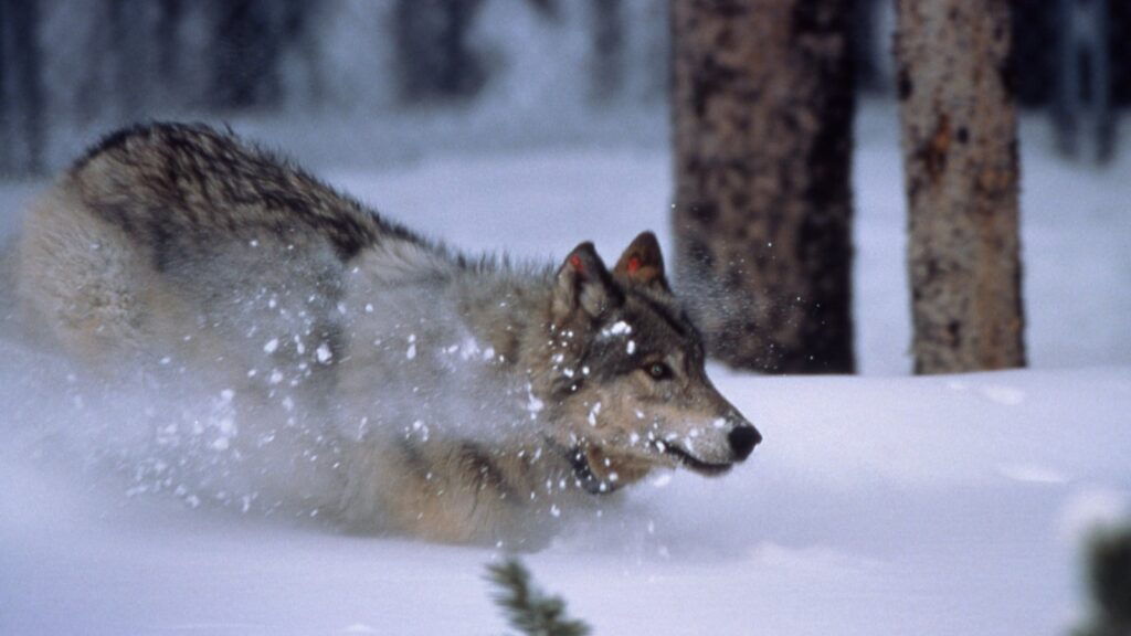Poaching Investigation Started for Killing of Famous Yellowstone Wolf