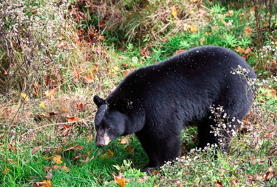 Despite the Hysteria, Florida’s First Managed Black Bear Hunt in a Decade Went Off Without a Hitch