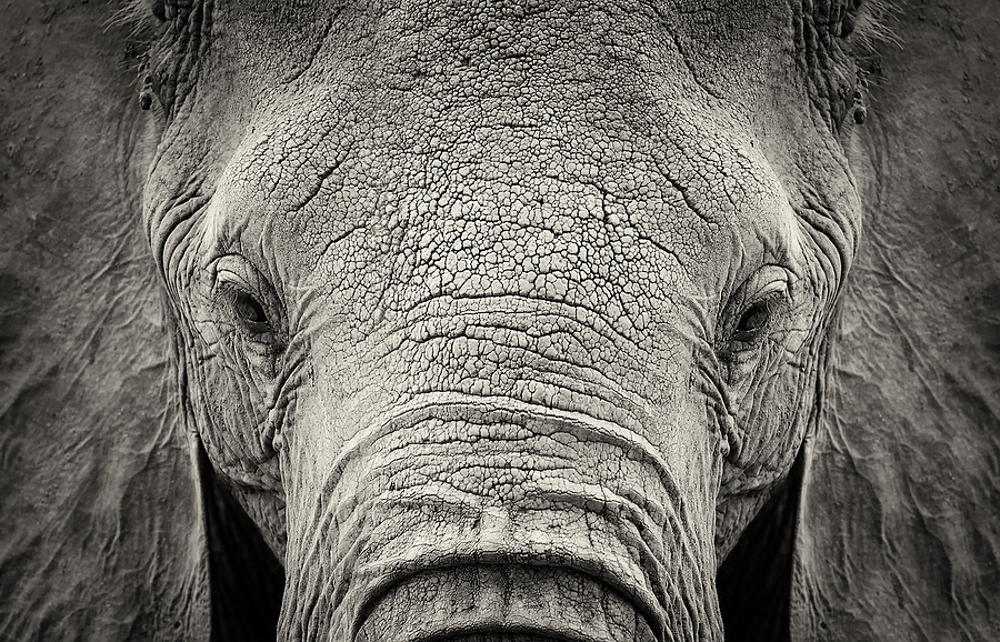 Annals of Animal Rights Lawfare: Judge – Again – Rejects Claim That Elephants Are People