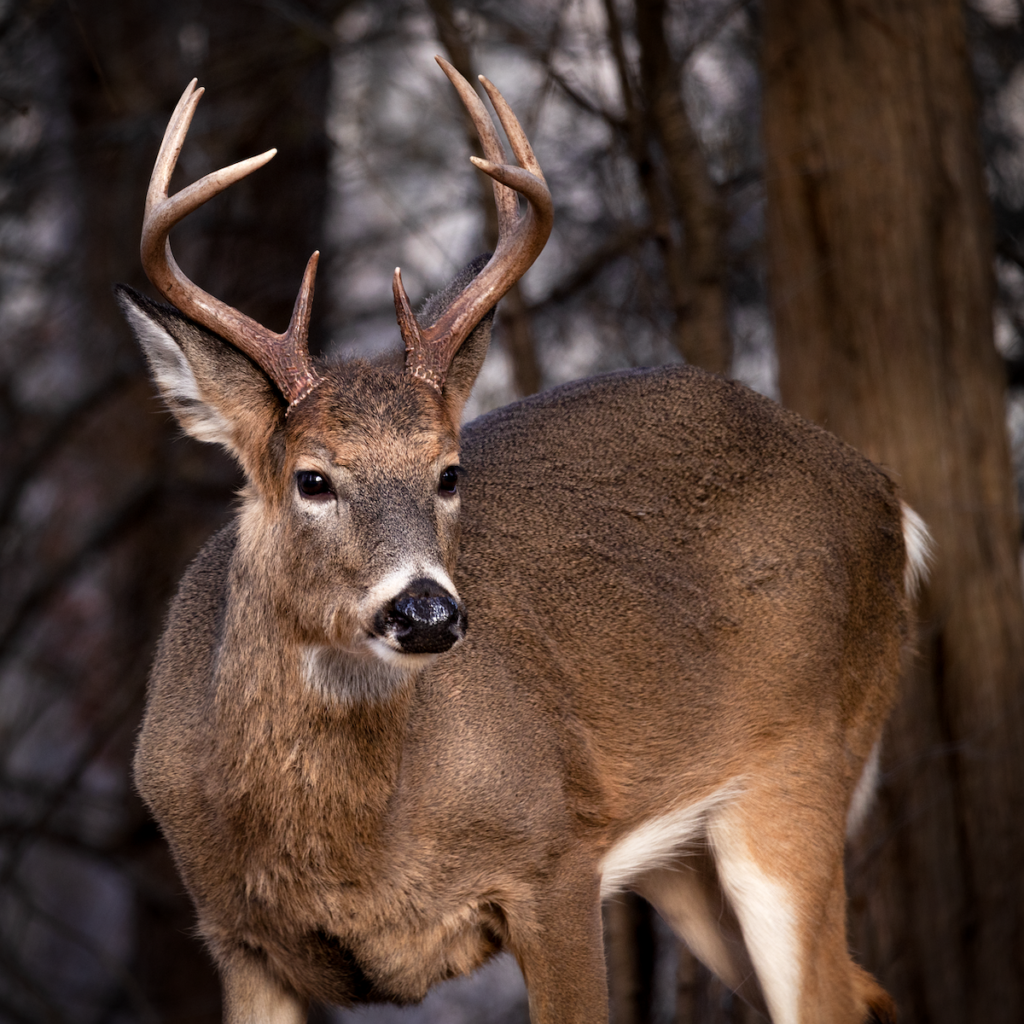 Maryland Deer Harvest Jumps Nearly 16% in 2024–25 Season