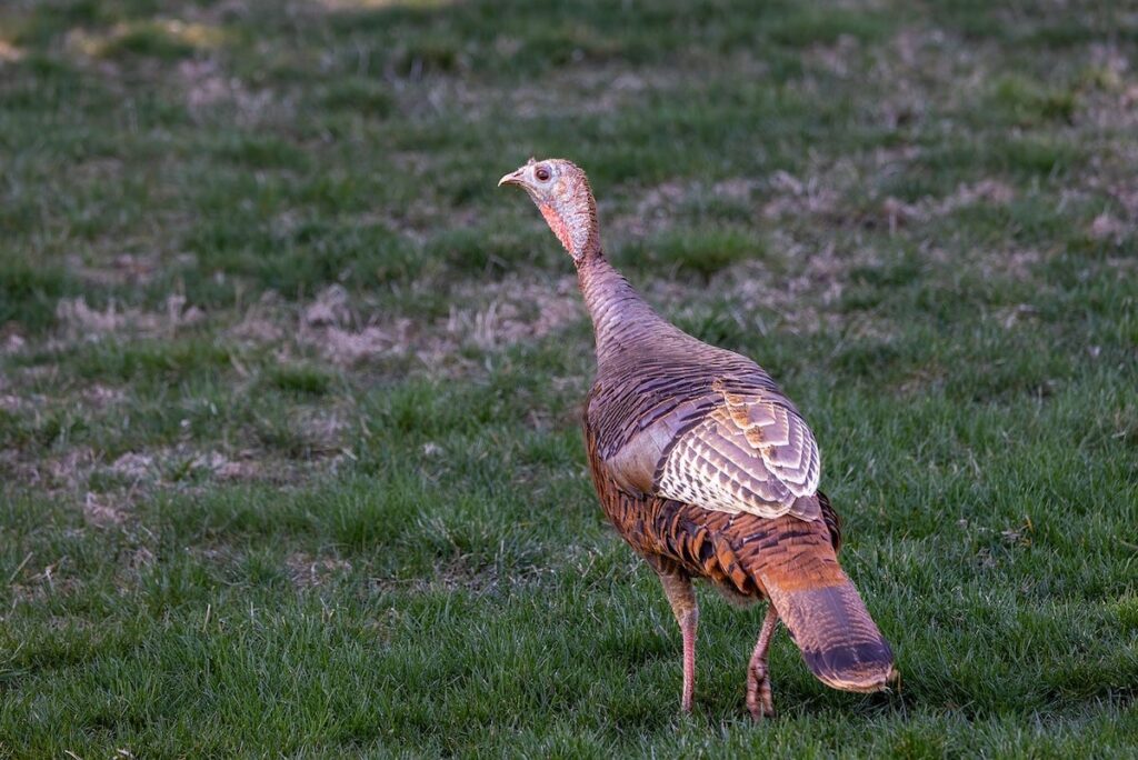 Illinois Bill Would More Than Double Free Hunting Permits for Landowners