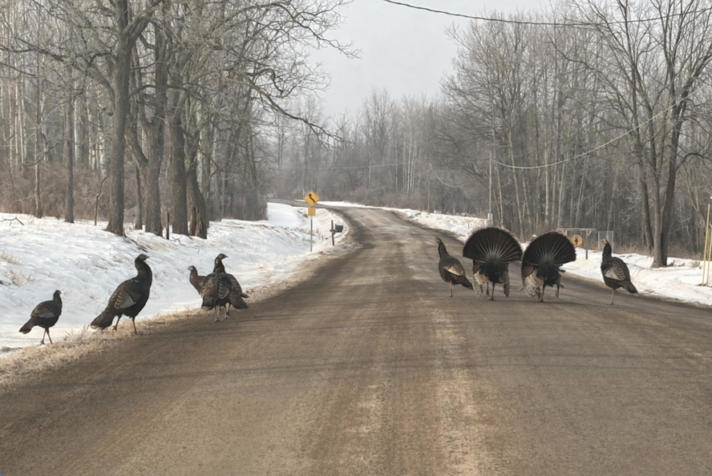 Wild Turkeys Killed in Alleged Hit-and-Run Near Thief River Falls