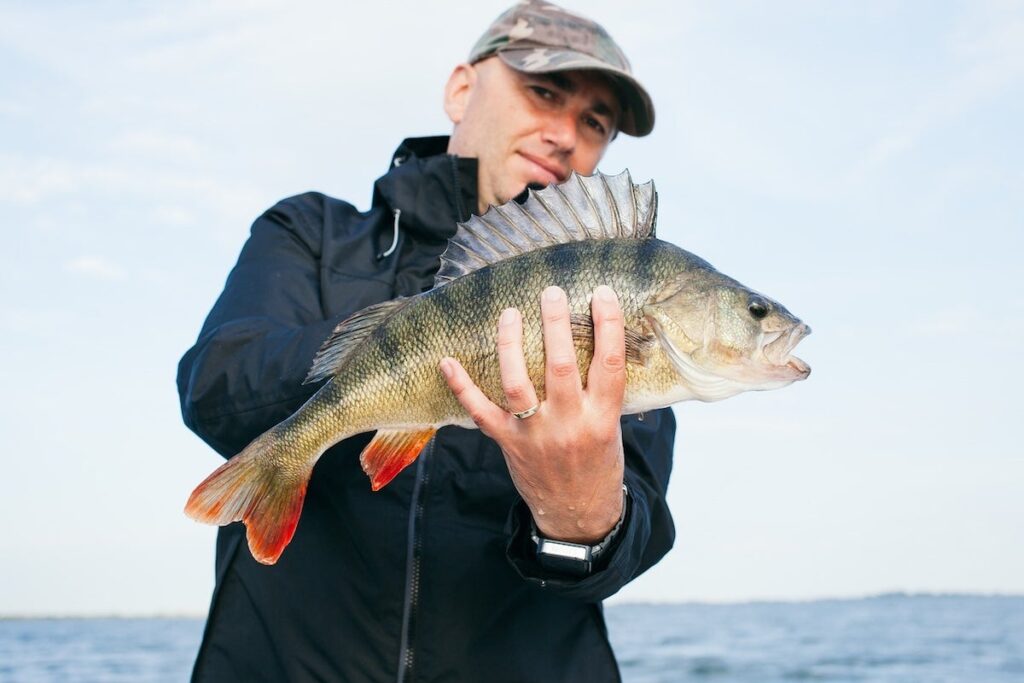 Minnesota DNR Cuts Yellow Perch Limit on Mille Lacs Lake