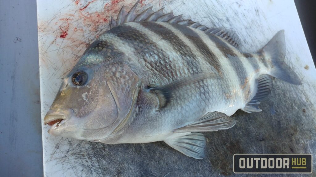 New North Carolina Sheepshead Regulations