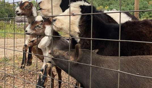 Ballot Initiative Seeks to End Hunting, Agriculture in Oregon