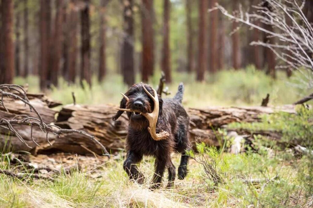 Find More Shed Antlers With A Dog