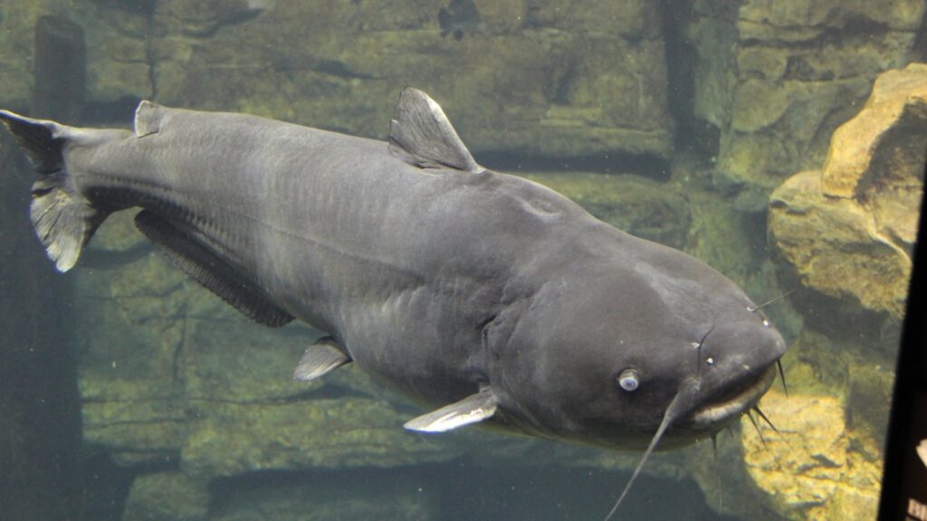House Bill for Making Pet food from Invasive Blue Catfish Passes