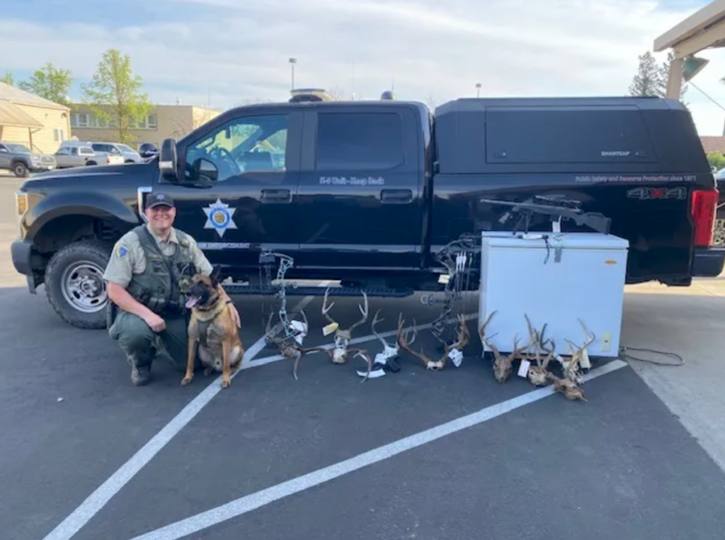 Four Arrested After 30 Deer Illegally Taken Across Central California