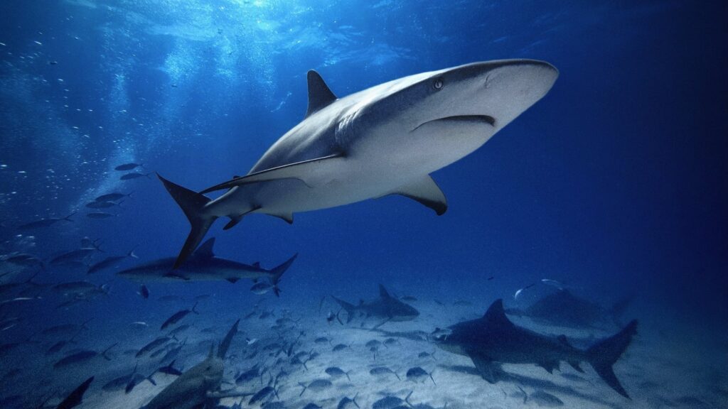 Land-Based Shark Fishing Ban Set in Miami Beach