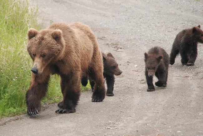 Trump’s Interior Dept. Moves to Restore Bear Baiting, State-Authorized Hunting in Alaska National Preserves