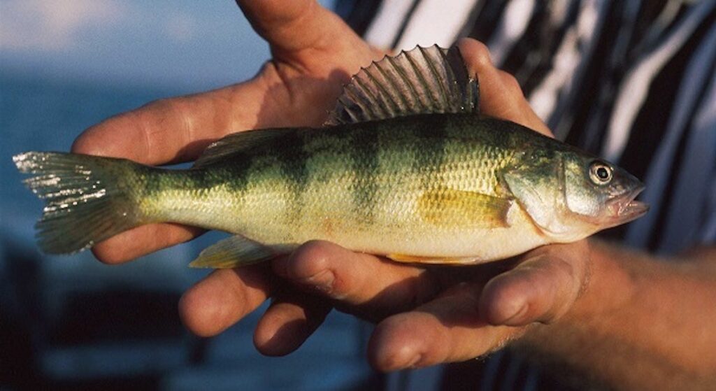 Invasive Species Linked to Decline of Yellow Perch in Madison Lakes