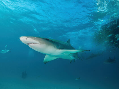 Researchers Discover ‘Cocaine Sharks’ in the Bahamas