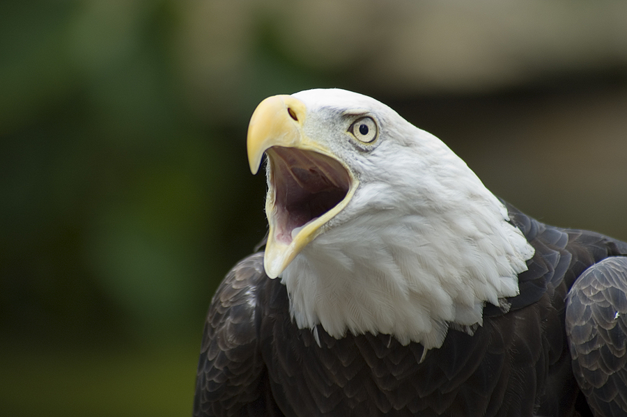 Hyped Reports That Bald Eagles are Dying From Lead Exposure Miss an Important Part of the Story: The Facts