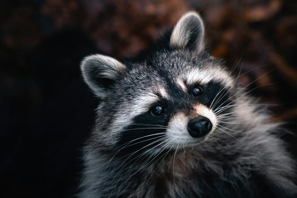 Tennessee Wants to Let You Own a Pet Raccoon. Here’s What That Actually Means.