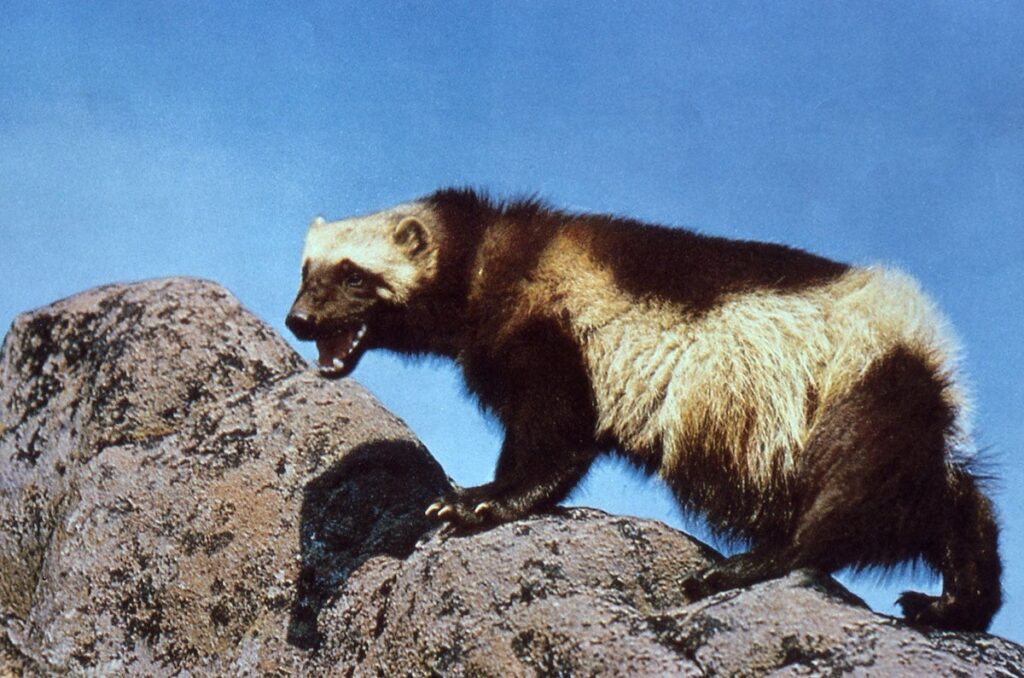 Colorado Plans to Reintroduce Wolverines to Rocky Mountains
