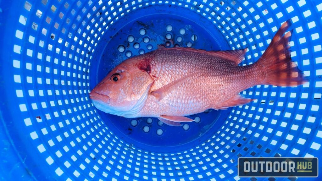 2026 Gulf Red Snapper Recreational Federal For-Hire Season Announced