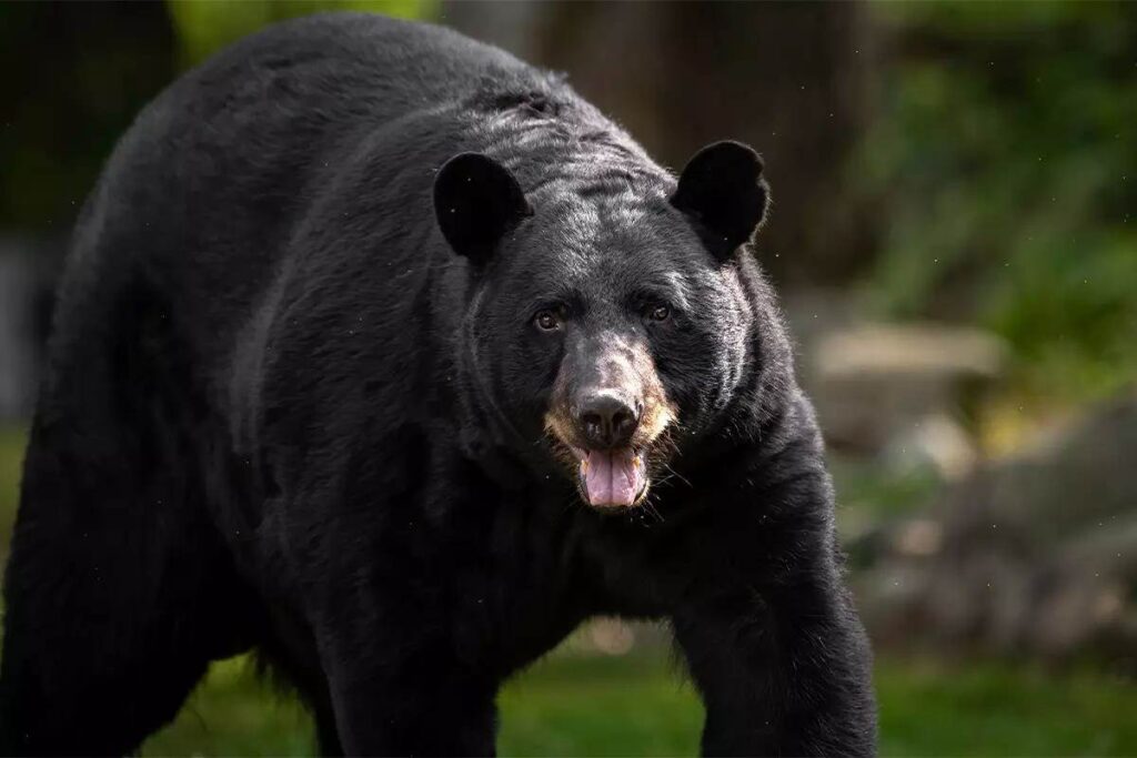 Pros and Cons of Bear Baiting for Hunting: What You Need to Know