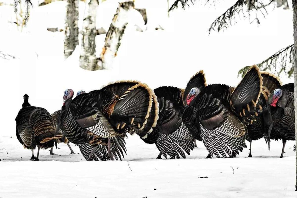 How to Hunt Spring Turkeys in Bad Weather