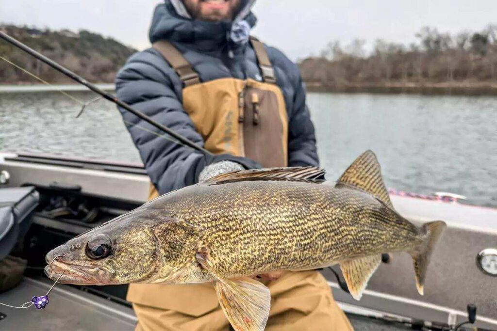 Walleye Spawn: Learn How to Catch More this Spring