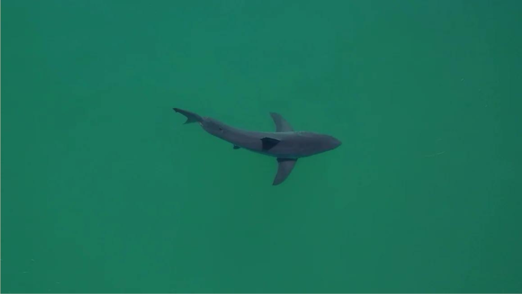 One of the Largest Great White Sharks Ever Recorded Pings Near Florida Spring Break Destination