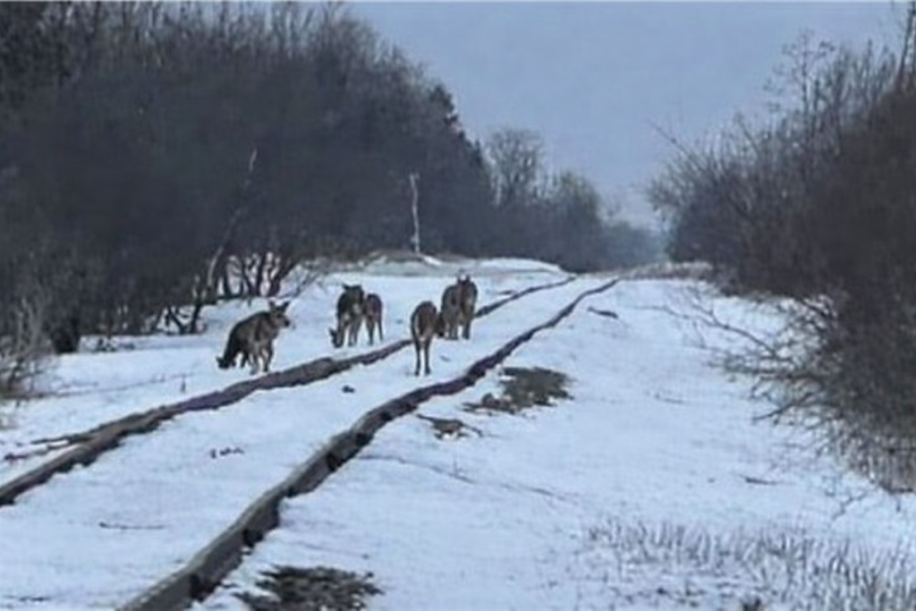 Over 100 Deer Reported Killed After Corn Spill Along Rail Tracks