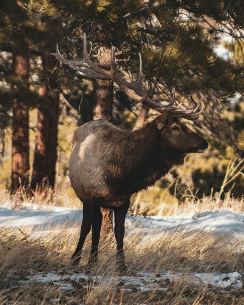 Idaho Fish and Game Commissioner Charged in Elk Poaching Case