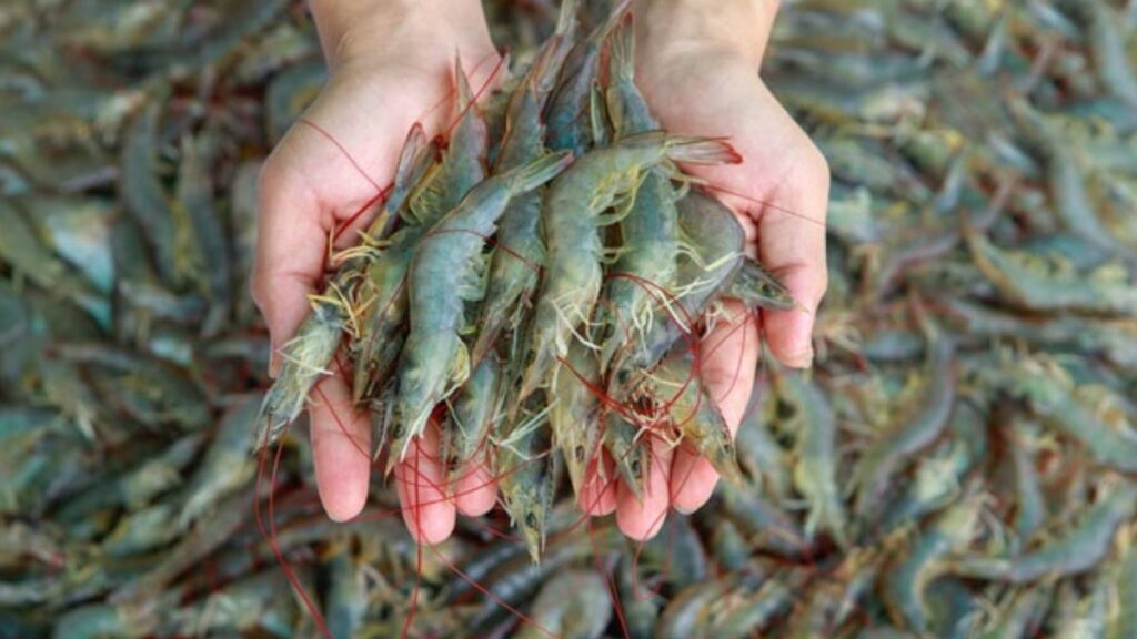 USDA Opens First-Ever Office of Seafood