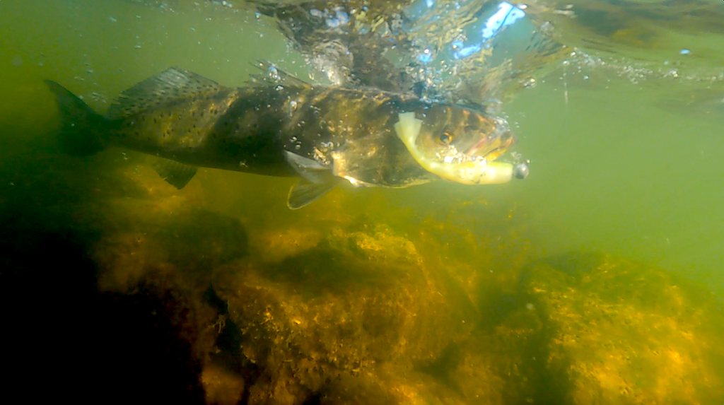 Florida Anglers Face New Spotted Seatrout Rules