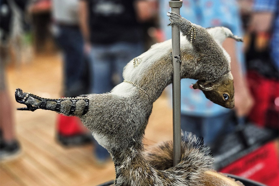 The Squirrels & Cows of NRAAM 2026