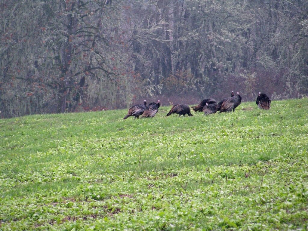 Kentucky Hunters Can Expect Strong 2026 Spring Turkey Season After Productive Hatch