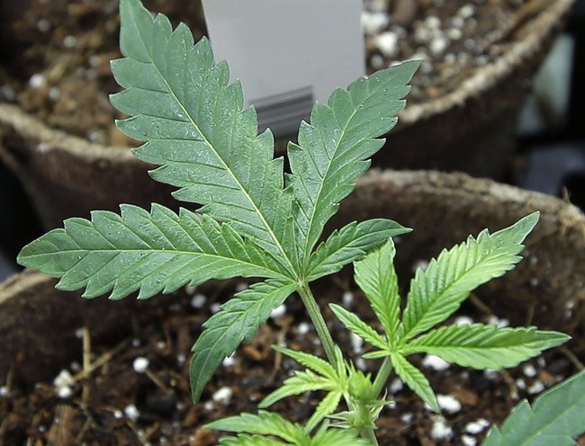 Eighth Circuit Says Man’s Marijuana Use Made Him Too Dangerous to Own a Gun