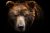 Front view of brown bear isolated on black background. Portrait of Kamchatka bear (Ursus arctos beringianus)