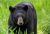 Black-bear-in-grass-looking-at-camera-Nemitz-1000-predatory-look-600x411-1