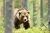 Grizzly-Bear-iStock-1281962973-600x400-1