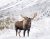 Moose-iStock-1447072565-600x472-1