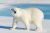 Polar-Bear-Attack-iStock-627066956-600x401-5