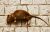 dead-rat-snitches-tattle-tale-iStock-Kamila-Koz-1346151285-600x386-1